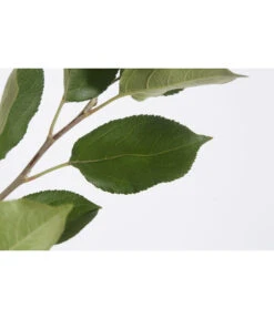 Sommerapfel 'Klarapfel', Weiß -Deutschland Genussgarten Verkaufs-Shop 7701386 PR DE 001 KlarapfelWeissMalusDomesticaBusch95LiterDehnerExpressZS