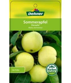 Sommerapfel 'Klarapfel', Weiß -Deutschland Genussgarten Verkaufs-Shop 7701386 SommerapfelKlarapfel Etikett 1