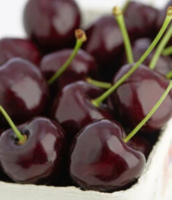 Süßkirschen-Duo 'Kordia/Burlat' -Deutschland Genussgarten Verkaufs-Shop 7703143 PR DE 001 KirscheKordiaDehnerExpressZS