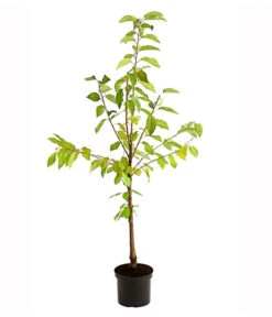 Süßkirschen-Duo 'Kordia/Burlat' -Deutschland Genussgarten Verkaufs-Shop 7703234 PR FS 001 KirschenDuoKordiaBurlat95LiterDehnerExpressHerzig