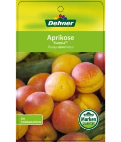 Aprikose 'Kuresia' 6 Aprikose 'Kuresia' -Deutschland Genussgarten Verkaufs-Shop 7704158 AprikoseKuresia Etikett 1