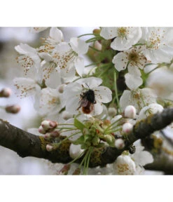 Süßkirsche 'Merchant' -Deutschland Genussgarten Verkaufs-Shop 7710205 PR DE 002 PrunusSuesskirscheMerchantPixabay