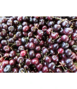 Süßkirsche 'Merchant' -Deutschland Genussgarten Verkaufs-Shop 7710205 WE MO 002 KirscheMerchantPixabay