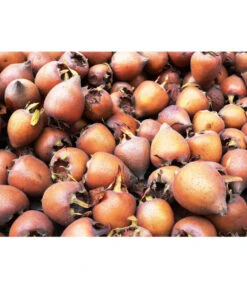 Mispel -Deutschland Genussgarten Verkaufs-Shop 7711088 WE MO 001 MispelMespilusPixabay