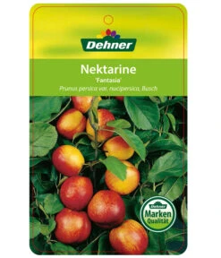 Nektarine 'Fantasia' 8 Nektarine 'Fantasia' -Deutschland Genussgarten Verkaufs-Shop 7720170 NektarineFantasia Etikett 1