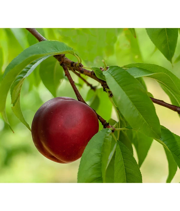 Nektarine 'Fantasia' 1 Nektarine 'Fantasia'