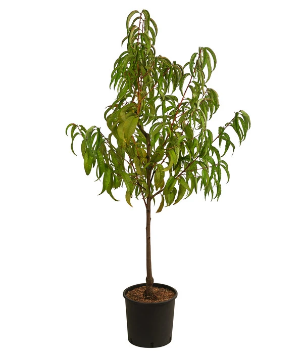 Nektarine 'Fantasia' 2 Nektarine 'Fantasia' – Bild 2