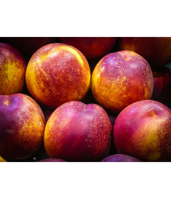 Nektarine 'Fantasia' 3 Nektarine 'Fantasia' – Bild 3
