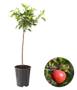 Deutschland Genussgarten Verkaufs-Shop 3 Zwergapfel