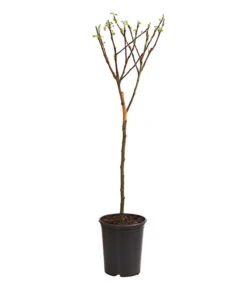 Deutschland Genussgarten Verkaufs-Shop -Deutschland Genussgarten Verkaufs-Shop 7723950 WE FS 001 ZwergapfelObstZwergeKidsDehnerExpressHerzig