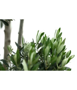 XXL Pompon-Olivenbaum, Ca. 180-200 Cm -Deutschland Genussgarten Verkaufs-Shop 7724768 WE DE 001 XXLPompon Olivenbaum180 200cm