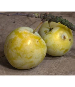 Zwetschgen-Duo 'Hauszwetsche'/'Oullins Reneklode' -Deutschland Genussgarten Verkaufs-Shop 7725518 PR DE 001 PrunusReneklodeOullinsPixabay