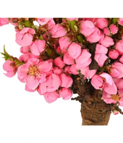 Zwergpfirsich 'Amber Pix Zee' -Deutschland Genussgarten Verkaufs-Shop 7728744 WE DE 001 ZwergPfirsich7LDehnerExpressHerzig