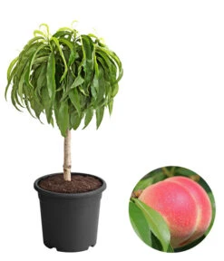 Deutschland Genussgarten Verkaufs-Shop 7 Zwergpfirsich 'Amber Pix Zee'