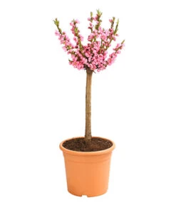 Deutschland Genussgarten Verkaufs-Shop -Deutschland Genussgarten Verkaufs-Shop 7728744 WE FS 002 ZwergPfirsich7LDehnerExpressHerzig