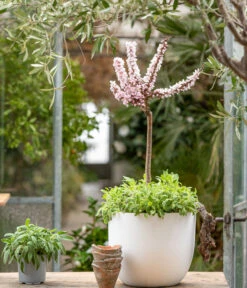 Zwergpfirsich 'Amber Pix Zee' -Deutschland Genussgarten Verkaufs-Shop 7728744 WE MO 001 ZwergPfirsich