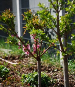 Zwergpfirsich 'Amber Pix Zee' -Deutschland Genussgarten Verkaufs-Shop 7728744 WE MO 003 ZwergpfirsichBauer