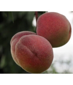 Zwergpfirsich, Rotlaubig 5 Zwergpfirsich, Rotlaubig -Deutschland Genussgarten Verkaufs-Shop 7728819 PR DE 001 PrunusPfirsichRubiraPixabayx 1