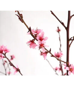 Pfirsich 'Rubira', Rotblättrig -Deutschland Genussgarten Verkaufs-Shop 7728819 WE DE 001 PfirsichRotblaettrigDehnerExpressHerzig