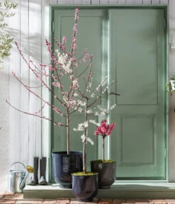 Pfirsich 'Rubira', Rotblättrig -Deutschland Genussgarten Verkaufs-Shop 7728819 WE MO 001 PfirsichPrunusPersica Content Fruehlingsstory 2023