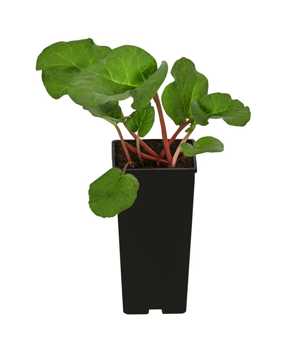 Rhabarber 'Livingstone' 2 Rhabarber 'Livingstone' – Bild 2