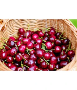 Kirschen-Duo 'Regina/Napoleon' -Deutschland Genussgarten Verkaufs-Shop 7738792 WE MO 001 KirschenDuoReginaNapoleon Pixabay