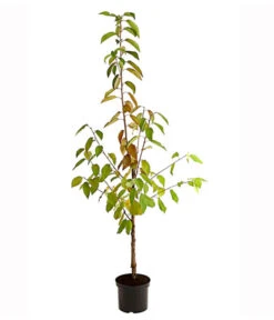 Kirschen-Duo 'Regina/Merchant' -Deutschland Genussgarten Verkaufs-Shop 7738800 PR FS 001 KirschenDuoReginaMerchant95LiterDehnerExpressHerzig