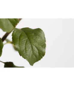 Herbstapfel 'Rubinola' -Deutschland Genussgarten Verkaufs-Shop 7747165 PR DE 001 ApfelRubinolaMalusBusch95LiterDehnerExpressZS