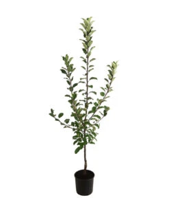 Allergikerapfel 'Santana' -Deutschland Genussgarten Verkaufs-Shop 7750631 WE FS 001 ApfelbaumMalusApfelSantanaAllergikerapfel