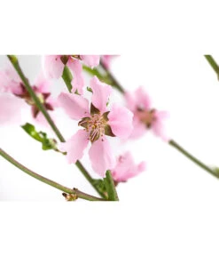 Säulennektarine 'Fantasia' -Deutschland Genussgarten Verkaufs-Shop 7752710 WE DE 001 PrunusSauelennektarineFantasia