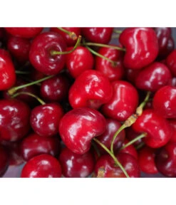 Säulenkirsche 'Sylvia' -Deutschland Genussgarten Verkaufs-Shop 7755051 WE DE 001 SaeulenkirscheSylvia