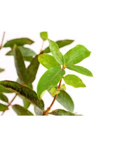 Maibeere 9 Maibeere -Deutschland Genussgarten Verkaufs-Shop 7756448 PR DE 003 SibirischeBlaubeerePolina3LiterDehnerExpressHerzig