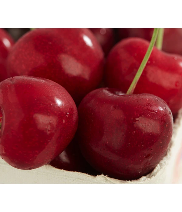 Süßkirsche 'Sunburst' 1 Süßkirsche 'Sunburst'