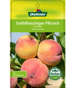 Pfirsich 'Suncrest' -Deutschland Genussgarten Verkaufs-Shop 7760754 GelbfleischigerPfirsichSuncrest Etikett 1