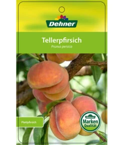 Dehner Tellerpfirsich -Deutschland Genussgarten Verkaufs-Shop 7763378 Tellerpfirsich Etikett 1