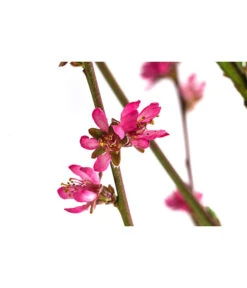 Teller-Nektarine 'Honey®' -Deutschland Genussgarten Verkaufs-Shop 7763394 WE DE 003 PrunusTellernektarineHoney