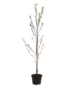 Teller-Nektarine 'Honey®' -Deutschland Genussgarten Verkaufs-Shop 7763394 WE FS 002 PrunusTellernektarineHoney