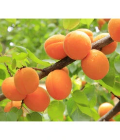 Aprikose 'Ungarische Beste' -Deutschland Genussgarten Verkaufs-Shop 7769680 PR DE 001 PrunusAprikoseUngarischeBestePixabay 1