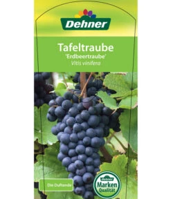 Tafeltraube 'Erdbeertraube' -Deutschland Genussgarten Verkaufs-Shop 7773708 TafeltraubeErdbeertraube Etkett 1