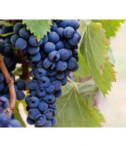 Dehner Gourmet Garten Tafeltraube 'Muscat Blue' -Deutschland Genussgarten Verkaufs-Shop 7779101 PR DE 002 VitisWeintraubenMuscatBleuPixabay