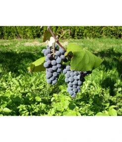Dehner Gourmet Garten Tafeltraube 'Muscat Blue' -Deutschland Genussgarten Verkaufs-Shop 7779101 WE DE 002 WeintraubeBlauerMuskatellerPixabay