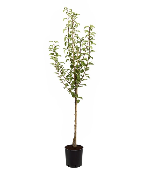 Birnen-Duo 'Williams Christ/Conference' 2 Birnen-Duo 'Williams Christ/Conference' – Bild 2