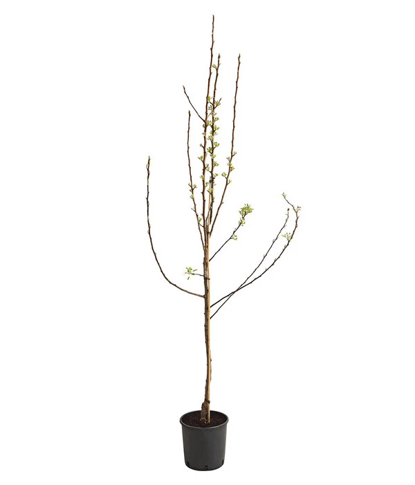 Birnen-Duo 'Williams Christ/Conference' 3 Birnen-Duo 'Williams Christ/Conference' – Bild 3