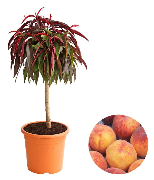 Zwergpfirsich, Rotlaubig 1 Zwergpfirsich, Rotlaubig