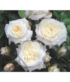 Edelrosen-Mix 'Nostalgie®' -Deutschland Genussgarten Verkaufs-Shop 7800063 BildD 001 EdelrosenNostalgieMixNostalgieRosenTantauRet