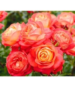 Edelrosen-Mix 'Nostalgie®' -Deutschland Genussgarten Verkaufs-Shop 7800063 BildD 005 EdelrosenNostalgieMixNostalgieRosenTantauRet