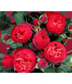 Edelrosen-Mix 'Nostalgie®' -Deutschland Genussgarten Verkaufs-Shop 7800063 BildD 007 EdelrosenNostalgieMixNostalgieRosenTantauRet