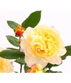 Edelrosen-Mix 'Nostalgie®' -Deutschland Genussgarten Verkaufs-Shop 7800063 PR DE 001 NostalgieRosen6LiterEdelroseAquarellDehnerExpressHerzig