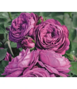 Edelrosen-Mix 'Nostalgie®' -Deutschland Genussgarten Verkaufs-Shop 7800063 PR MO 001 RoseHeidiKlumRosenTantauRet