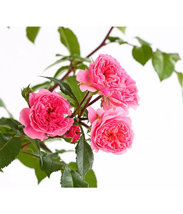 COURTYARD® Kletterrosen 3 COURTYARD® Kletterrosen – Bild 3